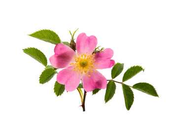 Sticker - Dog rose isolated