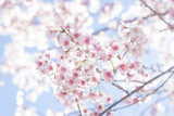 A bunch of pale pink Thai cherry blossoms (Prunus cerasoides) dangling from their branches in Japanese style soft tone (soft focus)