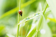 Ladybug meets raindrops on the grass.
