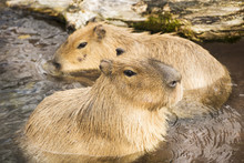Capybaras In The Pond Of The Zoo.
