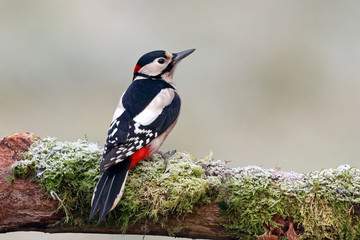 Great-spotted woodpecker on frosty branch