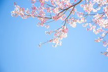 Branches Of Wild Himalayan Cherry (Prunus Cerasoides) With Vibrant Pink Cherry Blossoms On Their Branches On Bright Blue Sky Background In Japanese Tone With Copy Space (soft Focus)