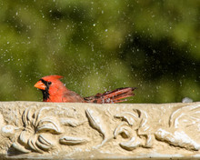 Cardinal In Bird Bath