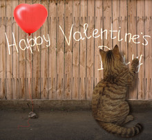 The Cat Is Writing On A Fence " Happy Valentines Day ". There Is A Red Balloon Near Him. This Balloon Looks Like A Heart. 