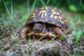 Eastern box turtle