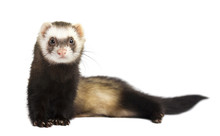 Grey Ferret In Full Growth Lies, Isolated On White Background