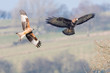 Comparison of red kite (Milvus milvus) and buzzard (Buteo buteo). Two similarly sized birds of prey seen in flight with undersides visible; digital composite of two images