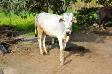 cow