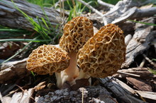 Three Morel Mushrooms