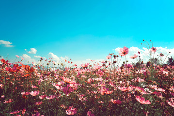 Wall Mural - landscape vintage nature background of cosmos flower field with sunlight blue sky. vintage color ton