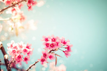 Close-up Of Beautiful Vintage Sakura Tree Flower (cherry Blossom) In Spring. Vintage Color Tone Style.