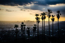 Palms Silhouetted Against Hollywood