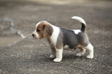 Wall Mural - purebred beagle puppy is learning the world in first time