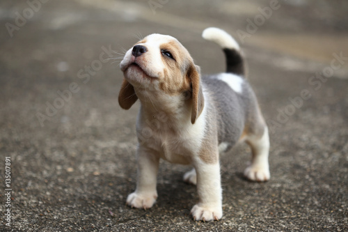 Obraz Dibond rasowy szczeniak rasy beagle uczy się świata po raz pierwszy