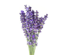 Lavender Flowers In Closeup. Bunch Of Lavender Flowers On A White Background.