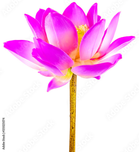 Fleur De Lotus Fond Blanc Buy This Stock Photo And