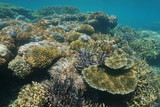Fototapeta Do akwarium - Soft and hard corals underwater on a reef in the lagoon of Grande Terre island, south Pacific ocean, New Caledonia
