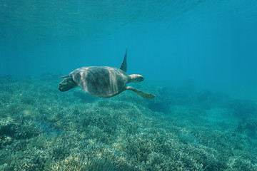 Wall Mural - Green sea turtle underwater, Chelonia mydas, swimming over a coral reef, New Caledonia, south Pacific ocean
