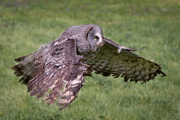 Poster - a close photograph of a great gray grey owl Strix nebulosa in flight. Flying from left to right in the frame