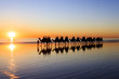A line of Camels walk along Cable Beach in Broome, Western Australia, during sunset. Western Australia