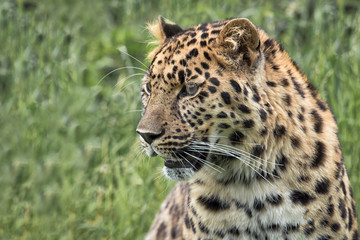 Aufkleber - Close Profile portrait of a leopard looking slightly to the left. Detailed fur and whiskers