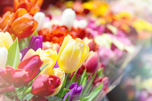 Tulips At A Flower Market