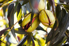 Pecan Nuts Growing On Tree