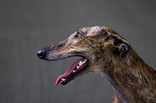Greyhound Portrait, Dog Head Profile