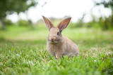 Fototapeta Zwierzęta - Bunny rabbit on the grass