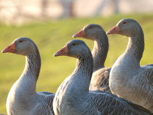 Domestic Gooses On A Farm Close Up