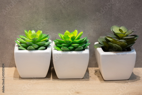 Row of cactus and succulent