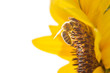 Biene auf Sonnenblume isoliert vor weiß