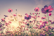 Field Cosmos Flower And Sky Sunlight With Vintage Filter.