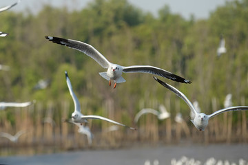 Wall Mural - seagull flying