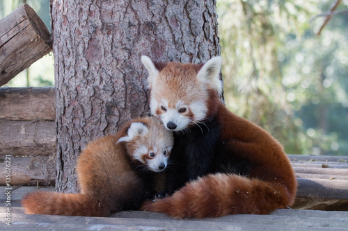 Bebe Panda Roux Et Sa Mere Stock Photo Adobe Stock Bebe Panda Roux Et Sa Mere Stock Photo Adobe Stock