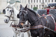 © pit24 - Pferde vor Pferdekutsche