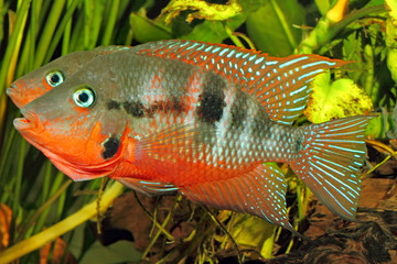 Wall Mural - Mexican Fire Mouth (Thorichthys meeki) - male and female at cour