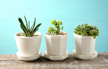 Pots With Succulents On Blue Background