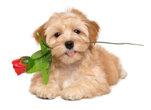 Happy Lover Havanese Puppy Dog Lying With An Artificial Red Rose In Her Mouth