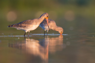 Canvas Print - Black-tailed godwits (Limosa limosa)