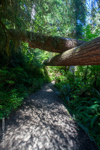 Fotografie, Obraz Hoh Rain Forest Olympic National Park Washington