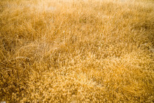 Golden Grass Background From Point Lobos National State Park, California, USA.