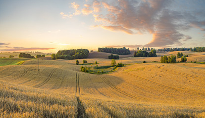 mature wheat field just before the harvest, a high-resolution pa