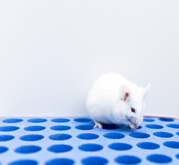 Wall Mural - Experimental mouse in the laboratory for drug test