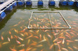 Fish farm located in thai country