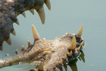 Mouth And Fang Of Crocodile In Water