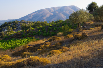 Canvas Print - Landscape of interior of Rhodes island, Greece