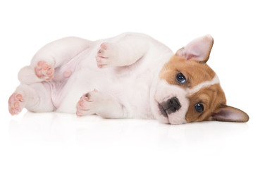 Poster - adorable jack russell terrier puppy lying on a side