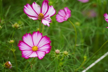 コスモス（cosmos）