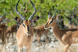 Fototapeta Sawanna - Black-faced impala, Etosha National Park, Namibia